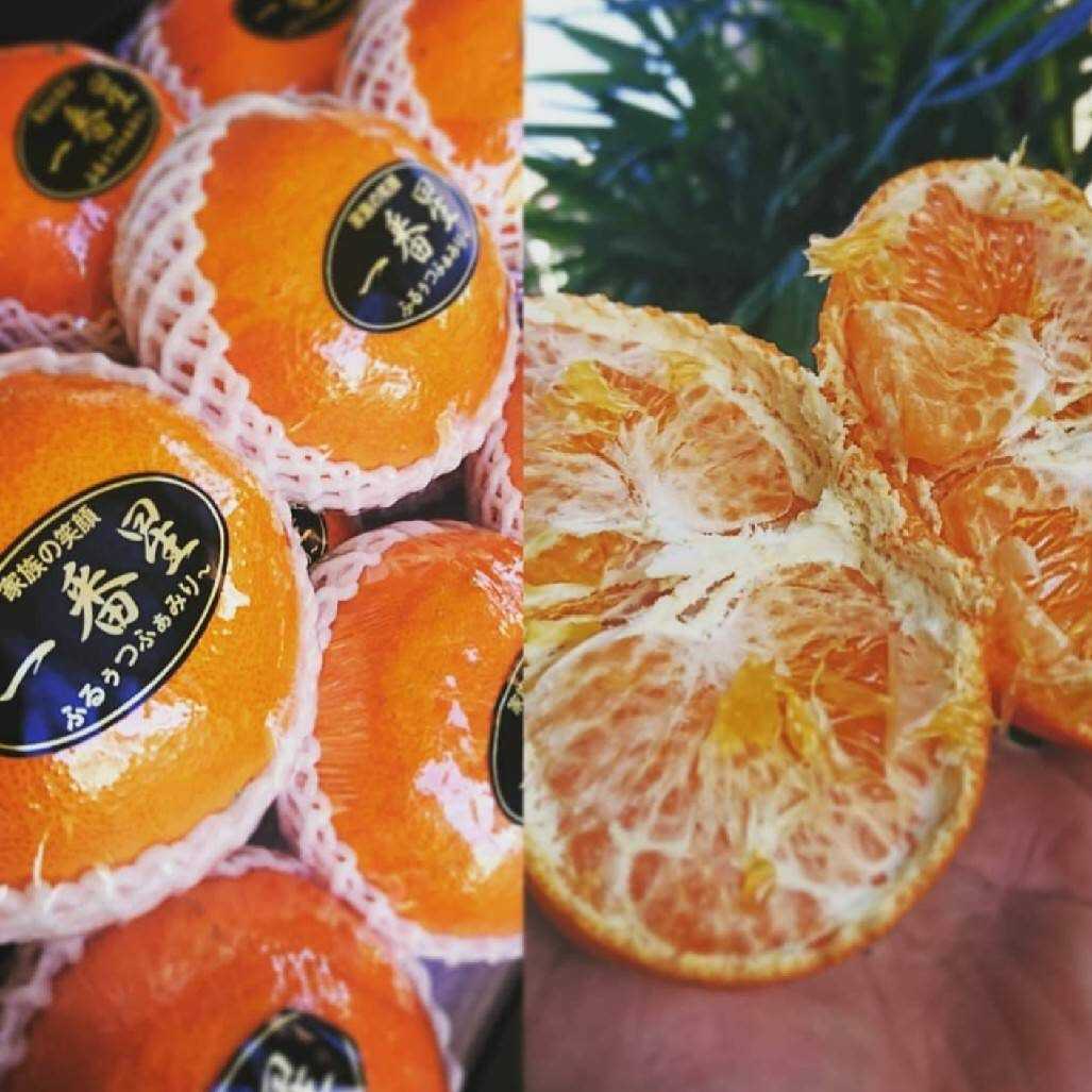 新品種柑橘【甘平】