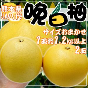 熊本県産　晩白柚　2玉　サイズおまかせ　1玉約1.2kg以上