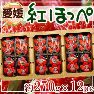 愛媛県産　紅ほっぺ　約270g×12パック