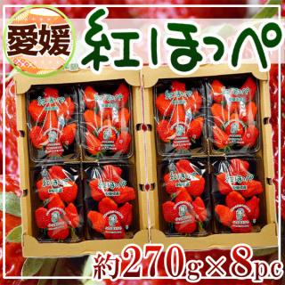 愛媛県産　紅ほっぺ　約270g×8パック
