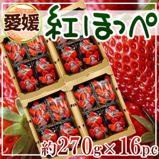 愛媛県産　紅ほっぺ　約270g×16パック