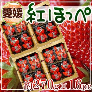 愛媛県産　紅ほっぺ　約270g×16パック　【予約商品　3月中旬以降発送】
