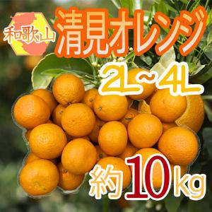 和歌山県産　清見オレンジ　2L-4L　約10kg