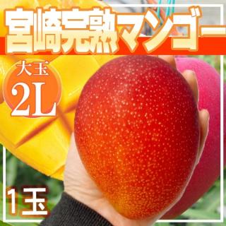 宮崎県産　宮崎完熟マンゴー　1玉　2L　※クール便発送　※クール便発送