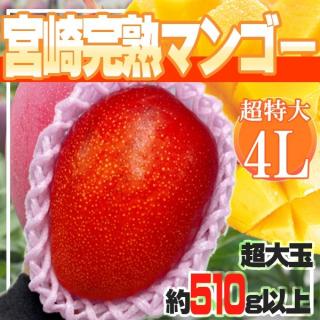 宮崎県産　完熟マンゴー　1玉　4L　約510g以上※クール便発送