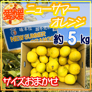 愛媛県産ニューサマーオレンジ　5キロ　おおきさおまかせ