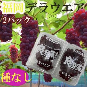 福岡県産　デラウェア　2パック　クール便発送