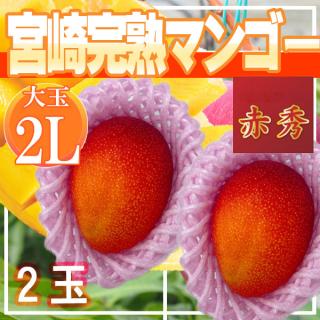 宮崎県産　宮崎完熟マンゴー2玉入り　2L　赤秀　※クール便発送