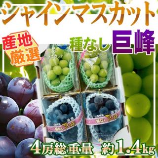 産地厳選　シャインマスカット&種なし巨峰　各2パック　1パック約350g※クール便発送