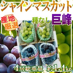 産地厳選　シャインマスカット&種なし巨峰　各2パック　1パック約350g※クール便発送