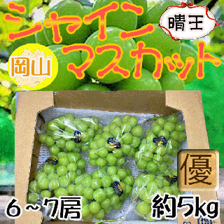 岡山県産 晴王　6～7房　約5㎏　優品　 ※クール便発送
