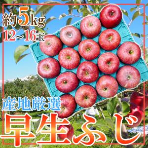 産地厳選　早生ふじ　12～16玉　5kg