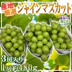 産地厳選　シャインマスカット　3房　1房約480g　※クール便発送