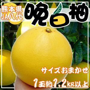 熊本県産　晩白柚　1玉　サイズおまかせ　約1.2kg以上